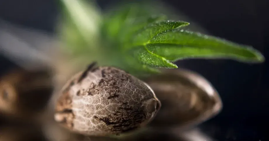 Close-up of a hemp seed with a young leaf