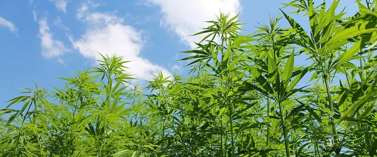 Hemp plants against a blue sky